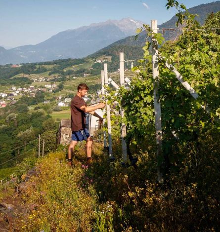Le vigne Le vigne